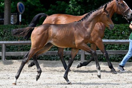 paard-1512-20230630-pf32388